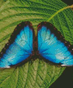 Teal Butterfly Diamond Painting