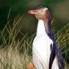 Yellow Eyed Penguin Diamond Painting