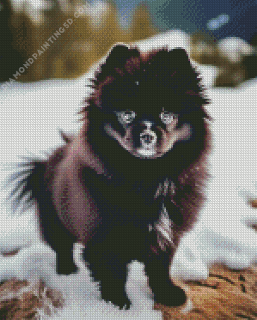 Black Pomeranian in Snow Diamond Painting