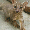 Fossa Animal Diamond Painting