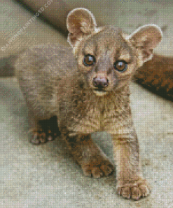 Fossa Animal Diamond Painting