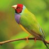 https://diamondpaintings5d.com/wp-content/uploads/2024/03/Gouldian-Finch-Diamond-With-Numbers.png