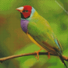 Gouldian Finch Diamond Painting