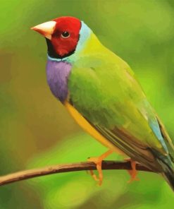 https://diamondpaintings5d.com/wp-content/uploads/2024/03/Gouldian-Finch-Diamond-With-Numbers.png