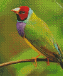 Gouldian Finch Diamond Painting