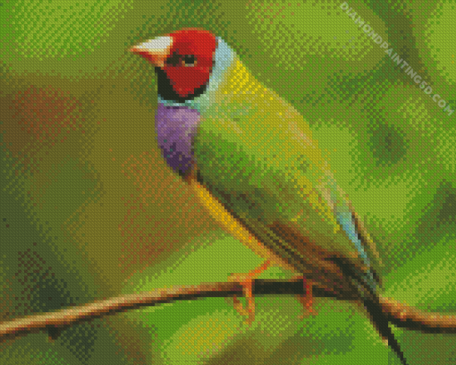 Gouldian Finch Diamond Painting