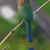 Motmot Bird Diamond Painting