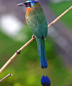 Motmot Bird Diamond Painting