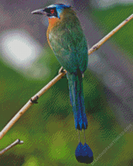 Motmot Bird Diamond Painting