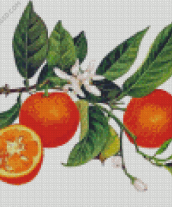 Orange Blossoms Diamond Painting