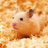 Syrian Hamster Diamond Painting