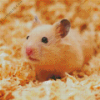 Syrian Hamster Diamond Painting