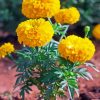 Tagetes Erecta Diamond Painting