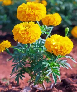 Tagetes Erecta Diamond Painting