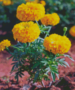 Tagetes Erecta Diamond Painting