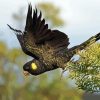 Yellow Tailed Black Cockatoo Diamond Painting