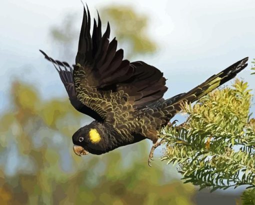 Yellow Tailed Black Cockatoo Diamond Painting