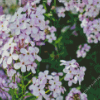 Alyssum Diamond Painting