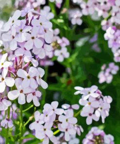 Alyssum Diamond Painting