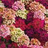 Alyssum Flowering Plants Diamond Painting