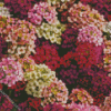 Alyssum Flowering Plants Diamond Painting