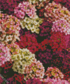 Alyssum Flowering Plants Diamond Painting