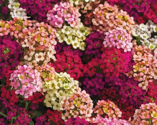 Alyssum Flowering Plants Diamond Painting