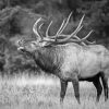 Black and White Elk Diamond Painting