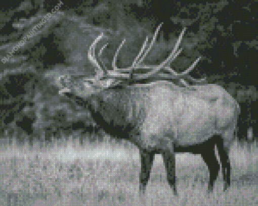 Black and White Elk Diamond Painting