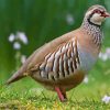 Chukar Diamond Painting