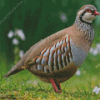 Chukar Diamond Painting