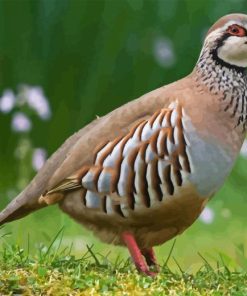 Chukar Diamond Painting