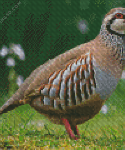 Chukar Diamond Painting