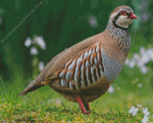 Chukar Diamond Painting