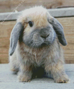 Holland Lop Diamond Painting