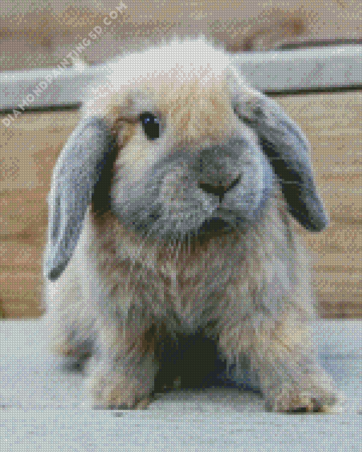 Holland Lop Diamond Painting