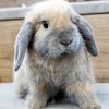 Holland Lop Diamond Painting