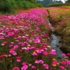 Pink Flower By River Diamond Painting