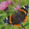 Red Admiral Butterfly Diamond Painting