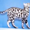 White Bengal Cat Diamond Painting