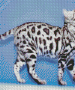 White Bengal Cat Diamond Painting