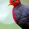 Crimson Headed Partridge Diamond Painting