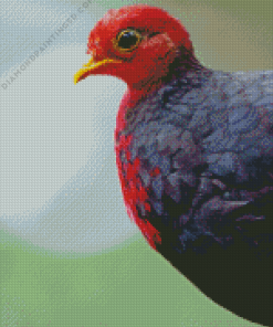 Crimson Headed Partridge Diamond Painting