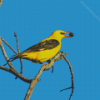 Golden Oriole Diamond Painting