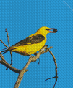 Golden Oriole Diamond Painting