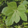 Kudzu Diamond Painting