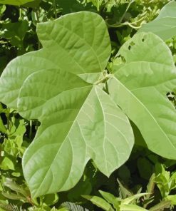 Kudzu Diamond Painting