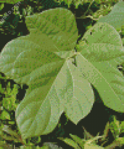 Kudzu Diamond Painting