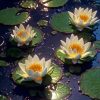 White Water Lilies Diamond Painting