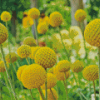 Billy Buttons Diamond Painting